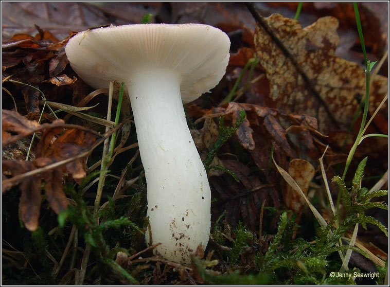 Russula sp