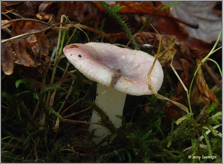 Russula sp