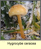 Hygrocybe ceracea
