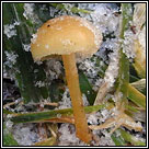 Hygrocybe ceracea