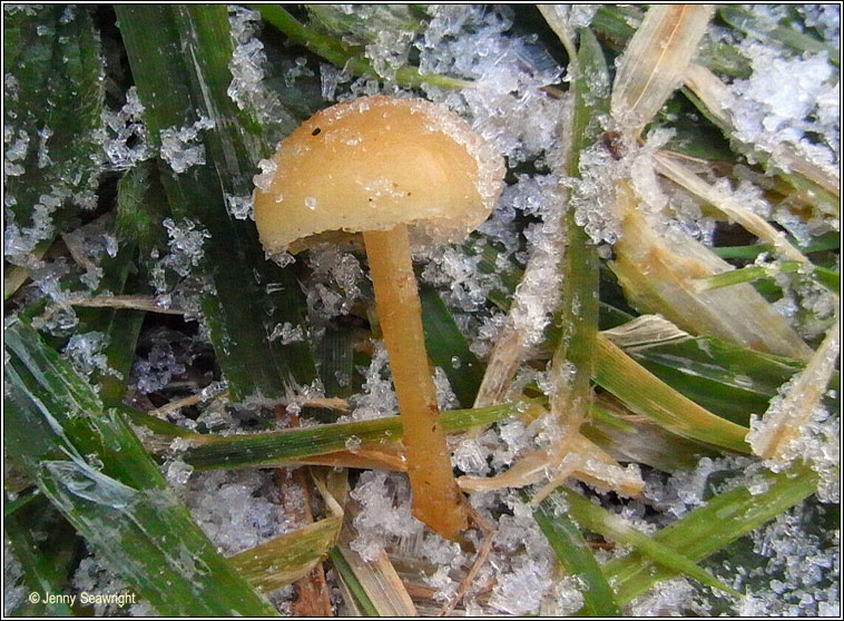 Hygrocybe ceracea