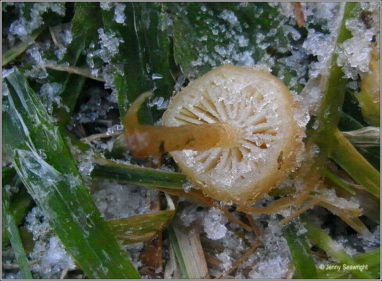 Hygrocybe ceracea