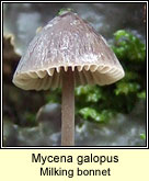 Mycena galopus, Milking bonnet