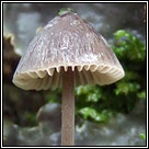 Mycena galopus, Milking bonnet