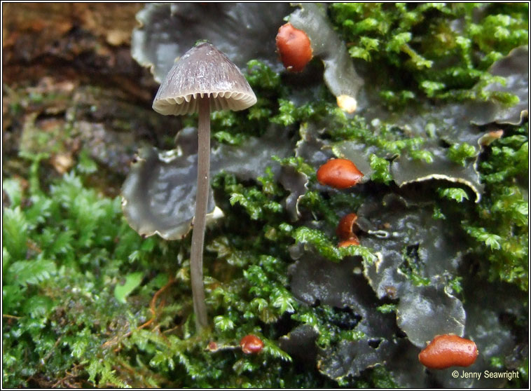 Mycena galopus, Milking bonnet