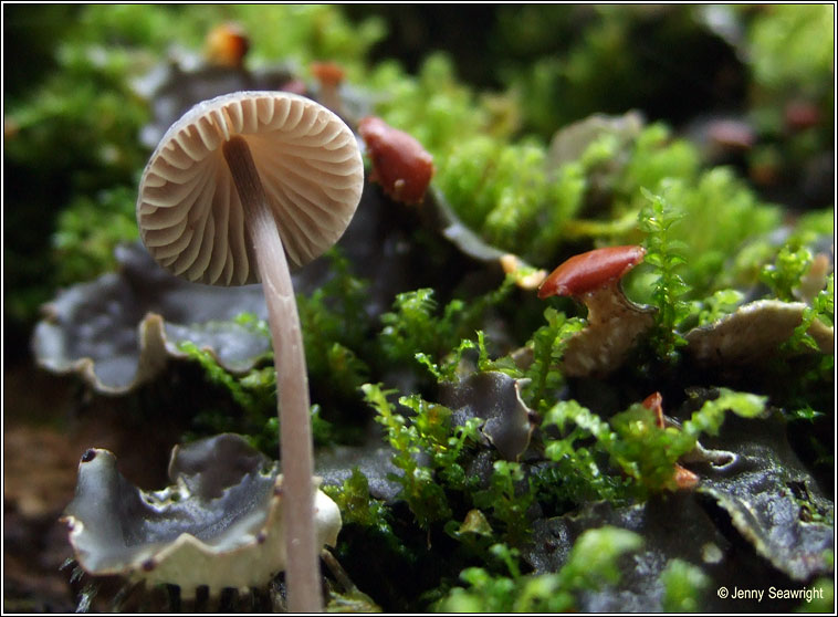 Mycena galopus, Milking bonnet