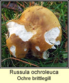 Russula ochroleuca, Ochre brittlegill