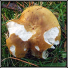 Russula ochroleuca, Ochre brittlegill