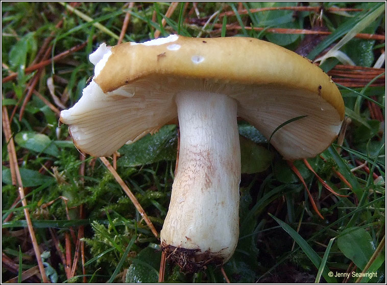 Russula ochroleuca, Ochre brittlegill