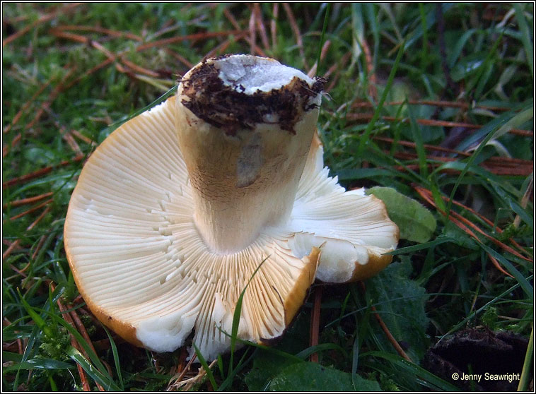 Russula ochroleuca, Ochre brittlegill