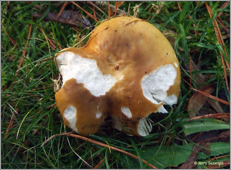 Russula ochroleuca, Ochre brittlegill