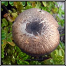 Entoloma