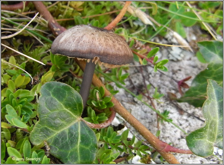 Entoloma sp