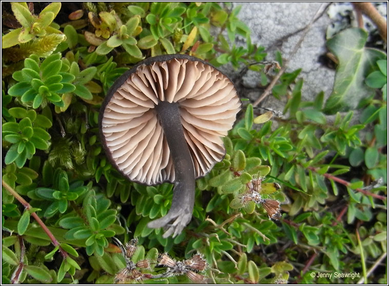 Entoloma sp