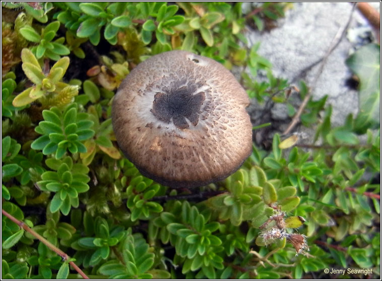 Entoloma sp