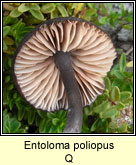 Entoloma poliopus Q