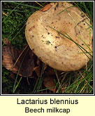 Lactarius blennius, Beech milkcap