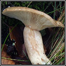 Lactarius blennius, Beech milkcap