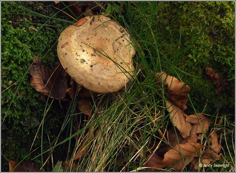 Lactarius blennius, Beech milkcap