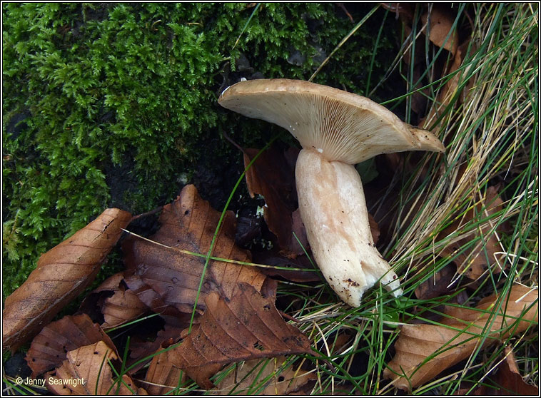 Lactarius blennius, Beech milkcap