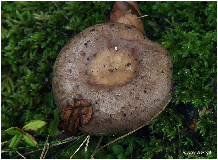 Lactarius blennius, Beech milkcap