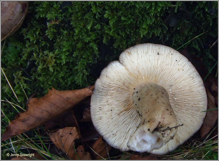 Lactarius blennius, Beech milkcap