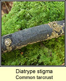 Diatrype stigma, Common Tarcrust