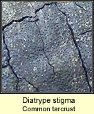 Diatrype stigma, Common Tarcrust