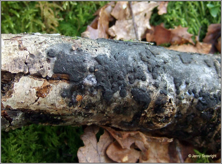 Hypoxylon multiforme, Birch woodwart