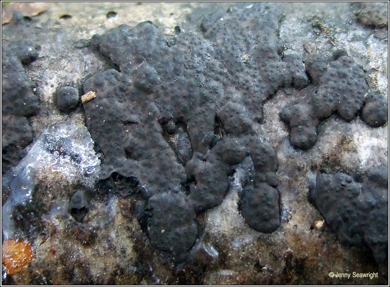 Hypoxylon multiforme, Birch woodwart