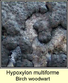 Hypoxylon multiforme, Birch woodwart