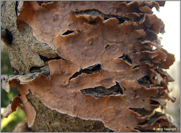 Stereum rugosum, Bleeding broadleaf crust