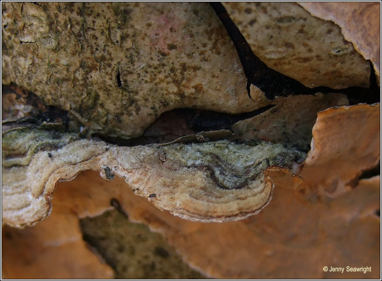 Stereum rugosum, Bleeding broadleaf crust