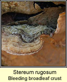 Stereum rugosum, Bleeding broadleaf crust