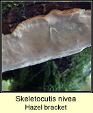 Skeletocutis nivea, Hazel bracket