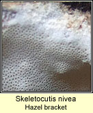 Skeletocutis nivea, Hazel bracket