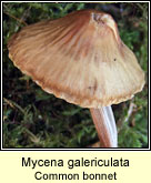 Mycena galericulata, Common bonnet