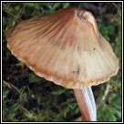 Mycena galericulata, Common bonnet