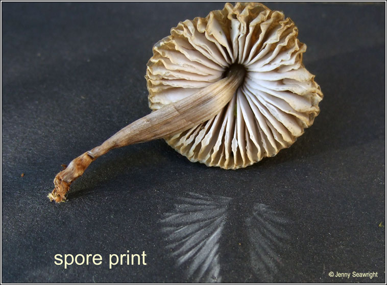 Mycena galericulata, Common bonnet