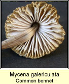 Mycena galericulata, Common bonnet