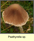 Psathyrella sp