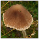 Psathyrella