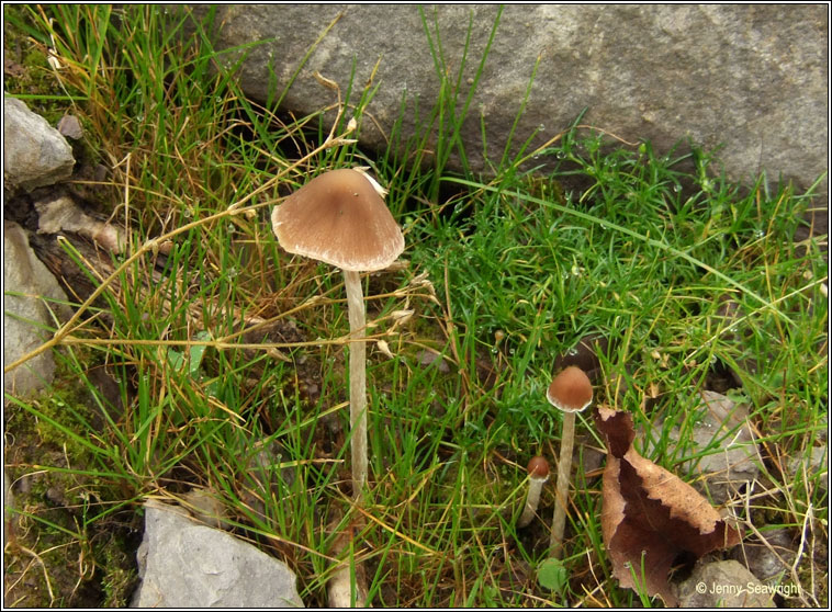 Psathyrella