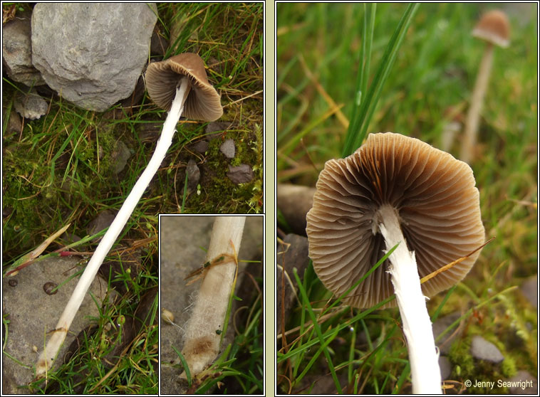 Psathyrella