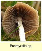 Psathyrella sp