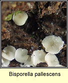 Bisporella pallescens