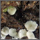 Bisporella pallescens