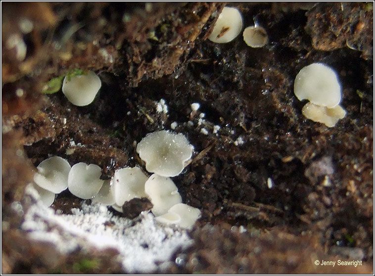 Bisporella pallescens