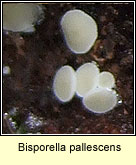 Bisporella pallescens