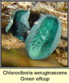 Chlorociboria aeruginascens, Green elfcup